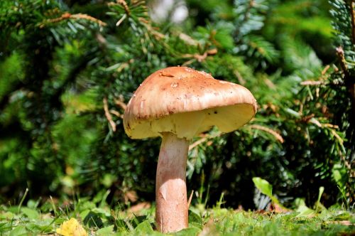 mushroom disc fungus forest