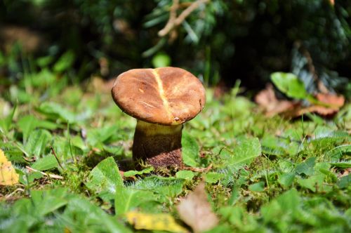 mushroom disc fungus forest