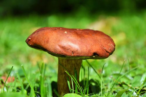 mushroom tube mushroom brown cap