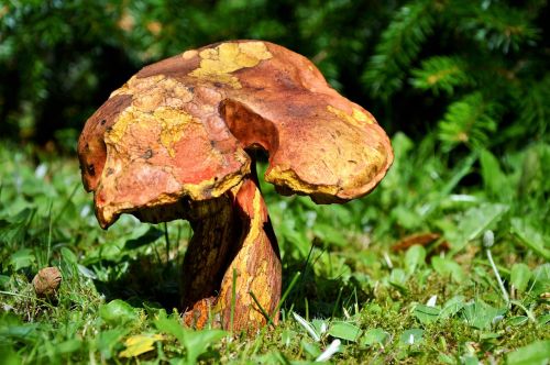 mushroom tube mushroom red boletus