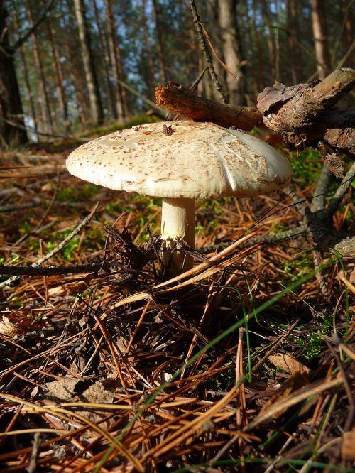 mushroom mushrooms forest