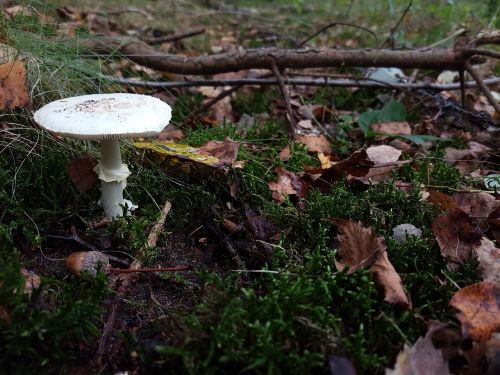 mushroom forest forest land