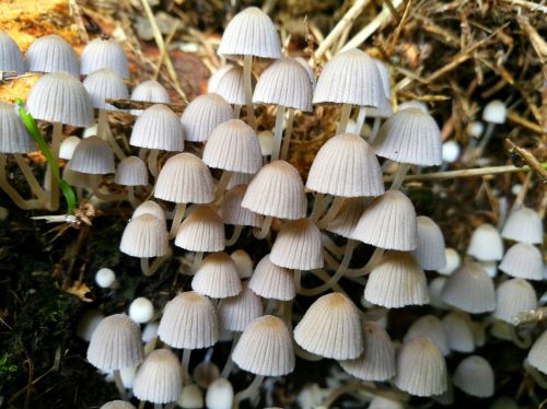 mushroom eifel germany