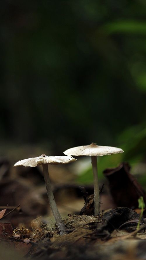 mushroom nature outdoor