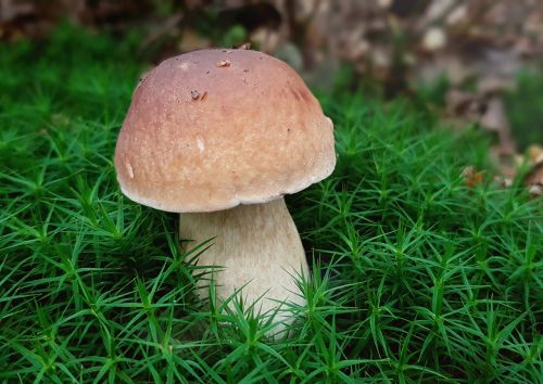 mushroom cep moss