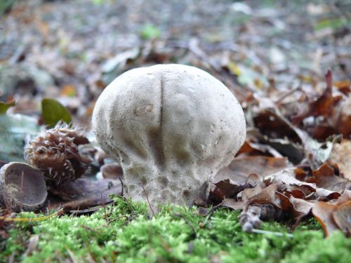 mushroom reuzenbovist grey