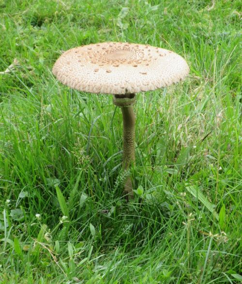 mushroom meadow nature