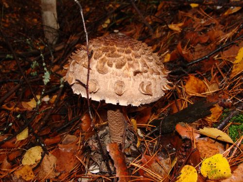 mushroom autumn forest