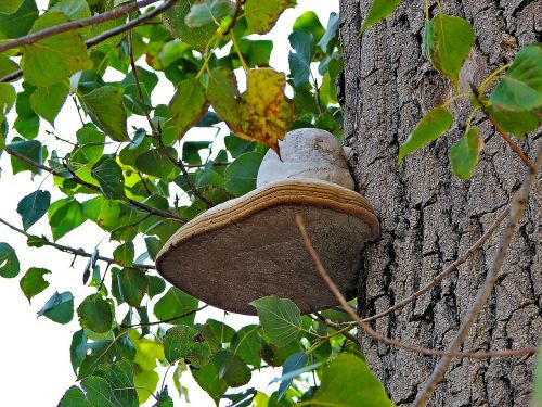 mushroom fungi tree