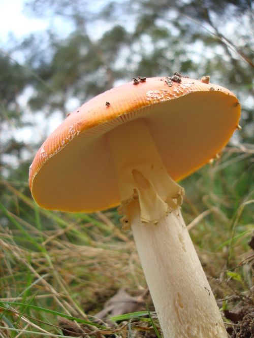 mushroom nature macro