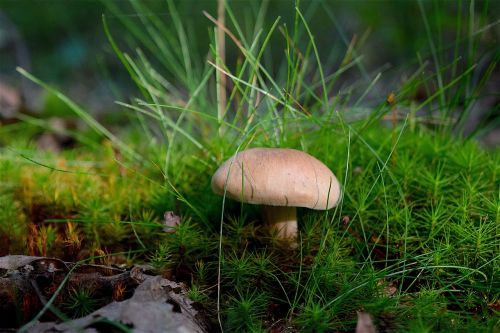 mushroom grass forest