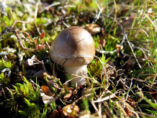mushroom sweden lapland