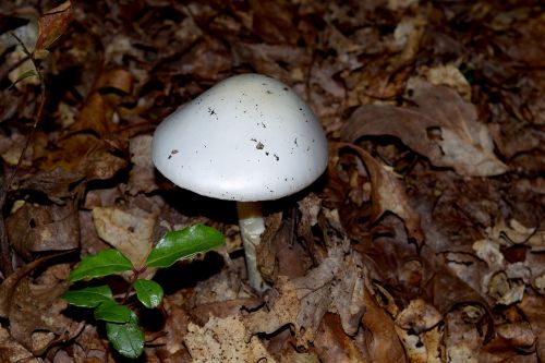 mushroom white sunlight
