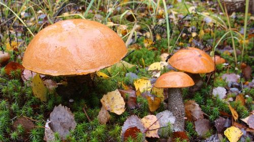 mushroom orange-cap boletus autumn