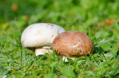 mushroom egerling disc fungus