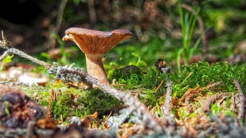 mushroom mushrooms litter