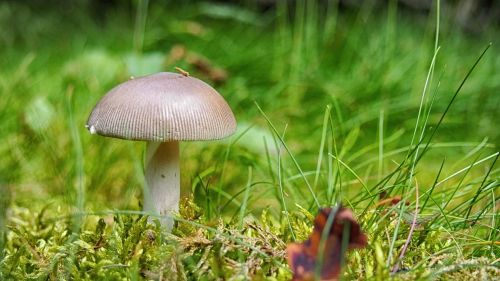 mushroom forest mushrooms