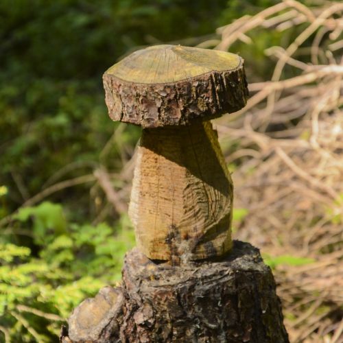mushroom wood tree