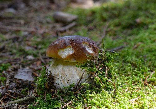 mushroom cep noble rot