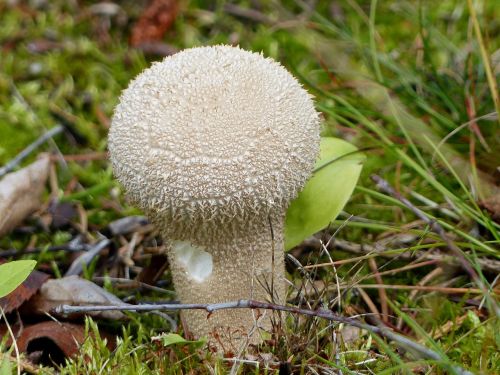 mushroom white autumn