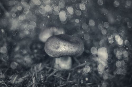 mushroom forest mushroom wood