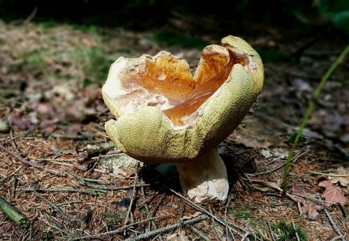 mushroom cep forest