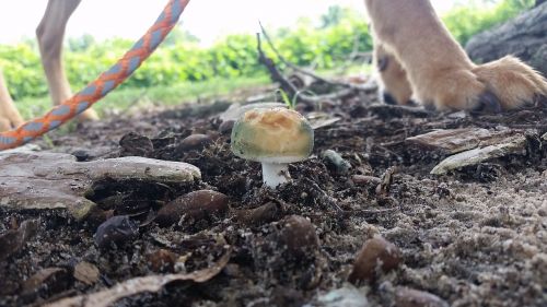 mushroom dog walk nature