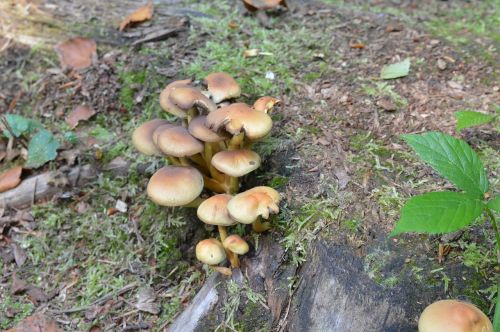 mushroom nature wood