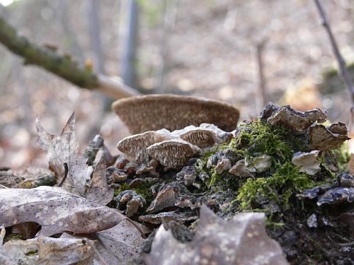 mushroom forest autumn