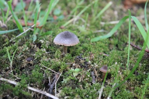 mushroom moss natural