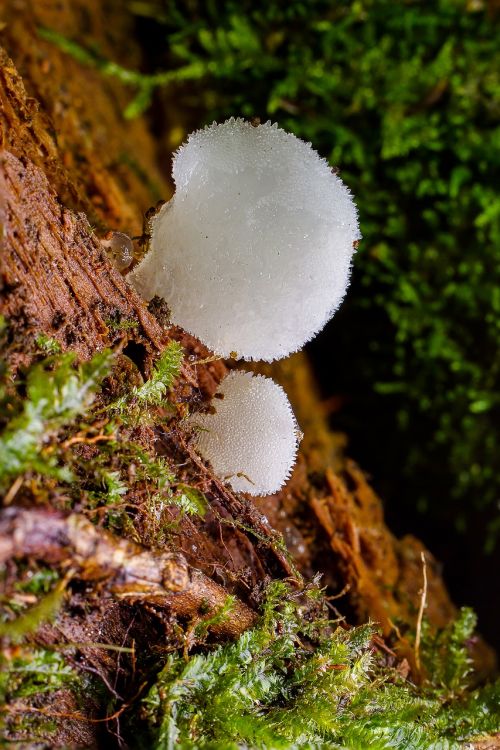 mushroom mini mushroom sponge