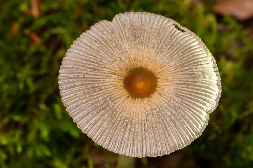 mushroom mushroom hat small mushroom