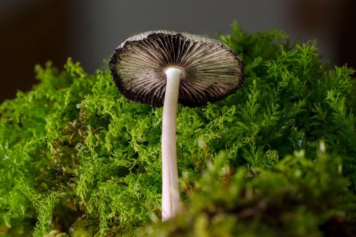 mushroom small mushroom sponge