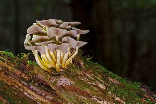 mushroom nameko tree stump