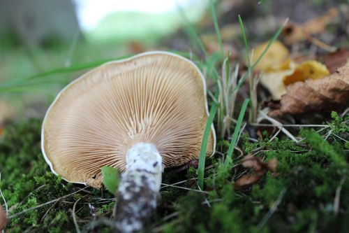 mushroom grass leaf