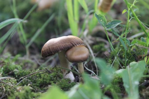 mushroom grass natural