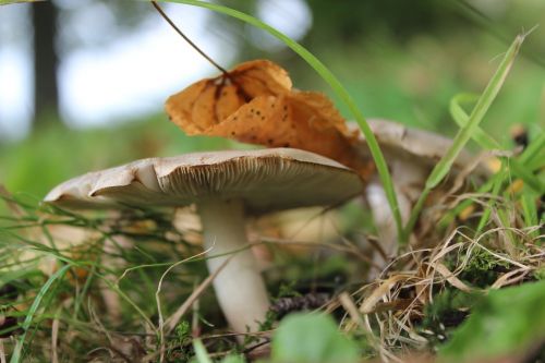 mushroom leaf nature