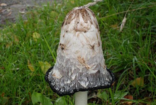mushroom tasteless nature