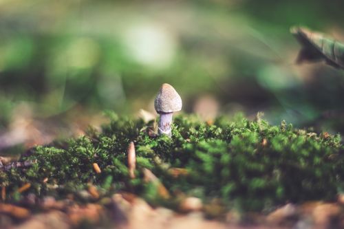 mushroom mushrooms forest