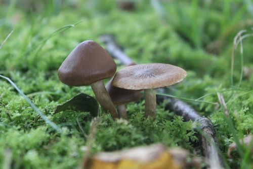 mushroom green nature