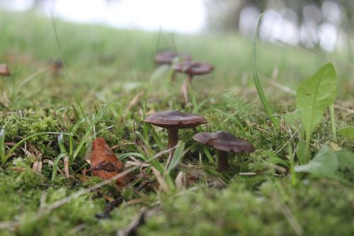 mushroom green nature