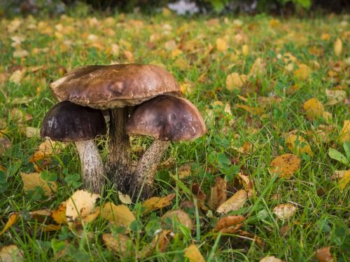 mushroom autumn fall
