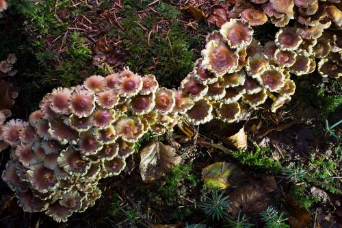 mushroom nameko forest