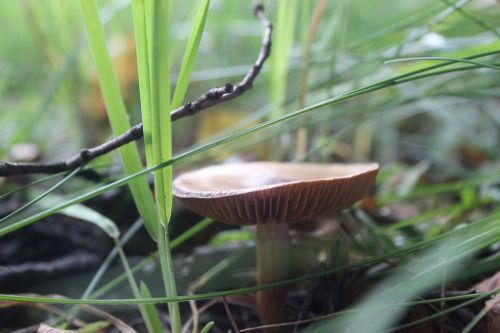 mushroom nature natural