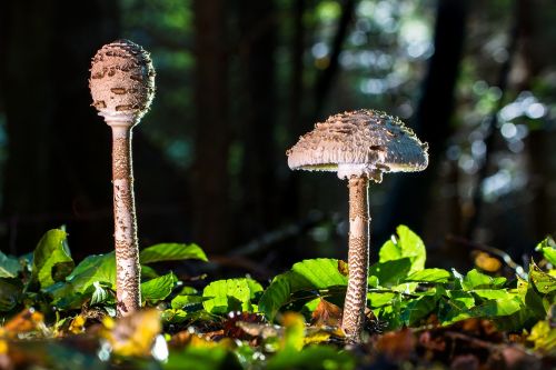 mushroom schirmling parasol