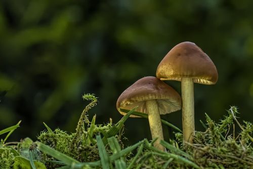 mushroom small mushroom lamellar