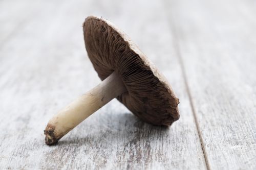 mushroom grass fungus food