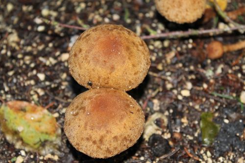mushroom brown nature
