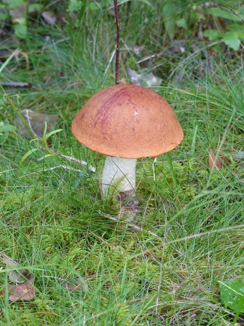 mushroom forest autumn