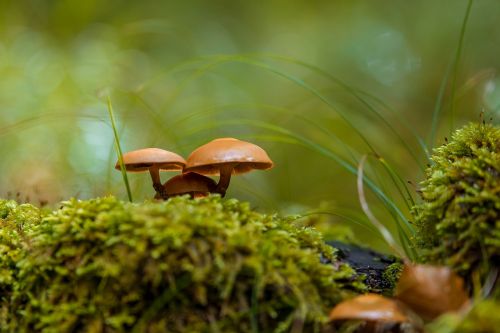 mushroom moss forest